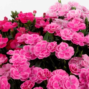 ��̓��炵�������s���N3�F���񂹐A���ɂ��܂����B