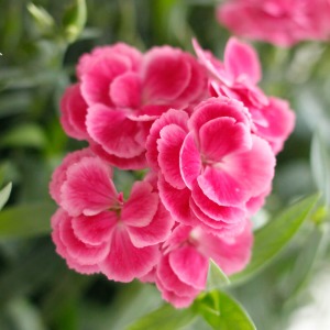 �s���N�̉Ԃт�ɉ���肪����^�C�v�ŉ��炵���ł��B