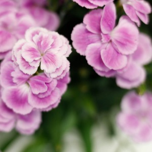 �W���s���N�̕��F�^�C�v�ŁA�_�炩�Ȉ�ۂł��B