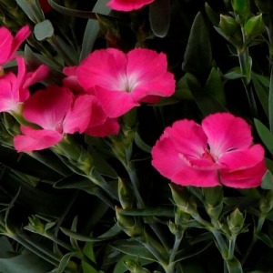 �N�₩�ȃs���N���ڂ������܂��B