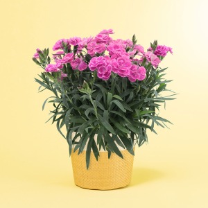 �Ⴂ�A���O������̃C���[�W�ł��B