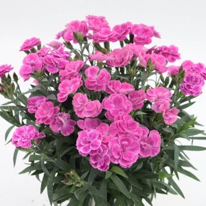 �������ς��ɉԂ��炫�ւ�܂��B