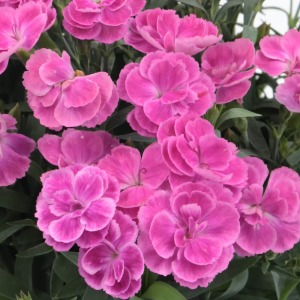 �J�[�l�[�V�����Ƃ������i�f�V�R�ɋ߂������ڂŁA1��1�ւ͂ƂĂ����Ȉ�ۂł��B