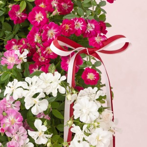 ��̓��I���W�i���^�O�ƃ��{�����t���A����ɉ؂€��Y���܂��B