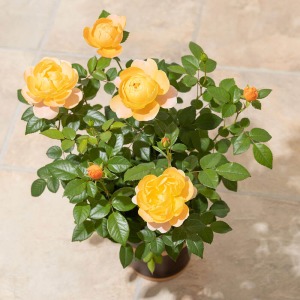 �^�ォ�猩����Ԃł��B�J�Ԃ���ƃR�����Ƃ����ڂ݂����炵���ł����A���J���̉Ԃ̑傫���������ł��B