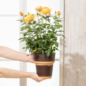 ��l�̏������������C���[�W�ł��B