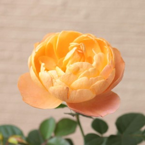 ���J���̉ԃC���[�W�ł��B