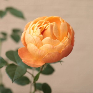 �R�����Ƃ����ڂ݂����炵���ł��B