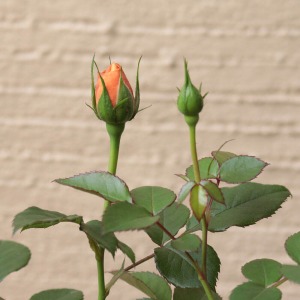 ���̂��Ƃڂ݂��傫���Ȃ�ɂ�ăR�����Ƃ��Ă��܂��B