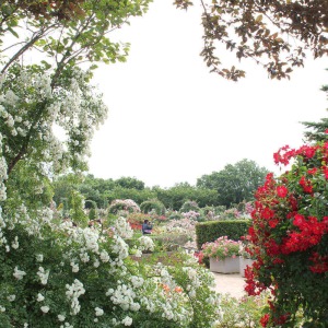 ���D�Ƃ̊ԂŐM���̍��������o�����|���炨�͂����܂��B���{�̃o���̈��E�c�̔������[�h���Ă������j�̂����Ђł��B