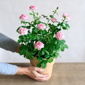 ��l�̏������������C���[�W�ł��B