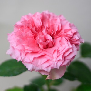 �炭�͂��߂̓o���炵���炫���ŁA�D��Ȉ�ۂł��B