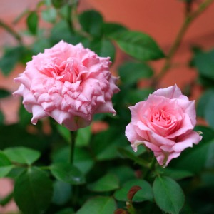 �炫�n�߂Ɩ��J�̏�Ԃł����܂ő傫���Ԃ̈�ۂ��ς��܂��B���X�̕ω����y���݂ɂȂ�܂��B