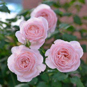 �D�����g�ł��[�b�g�炫�̃o���ł��B