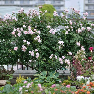 �t�F���X�Ȃǂɂ�o���d���Ă����1���ō��؂ɂ�������̉Ԃ��y���߂܂��B