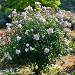 ���߂̙���ŁA�u�b�V���i���͒��^�̎����V�����u�j�Ƃ��Ďd���Ă邱�Ƃ��ł��܂��B