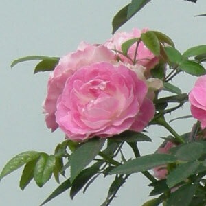 �R�����Ƃ����J�b�v�炫�̉��炵���o���ł��B