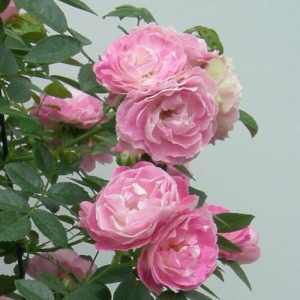 �[��ɉԂ��炩����̂ŁA�{�����[���������Ղ�ł��B