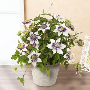 �������C���[�W�ł��B