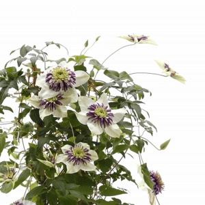 �����I�ő@�ׂȌs��L�΂��A�������Ԃ��炩���܂��B