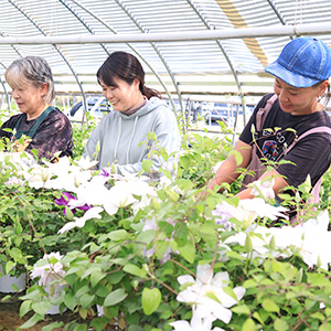 �r�G�l�b�^�͐��牠���I�ǂ�ǂ�L�т�c�������܂߂Ɏx���Ɋ����t���Ă����܂��B�����Ƃ����ԂɌ`�������A�������v���̋Z�Ƌ�������܂��B