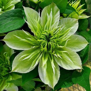 ��ԊO���̉Ԃт炪�J�����A�炫�n�߂̏�Ԃł��B�J�Ԃ��i�ނɂ�Ă��̉Ԃт�͑傫���Ȃ��Ă����܂��B