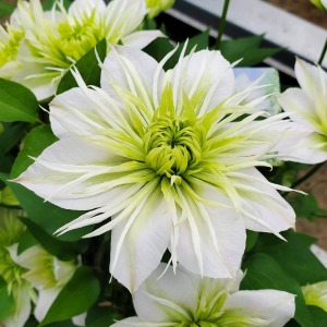 �J�Ԃ��i�ނɂ�āA��ԏ��߂ɊJ�����O���̉Ԃт炪�傫���Ȃ�A���S������ł����܂��B