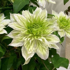 ���J�ɋ߂���Ԃł��B�O���[���`�z���C�g�̃O���f�[�V�������u�₩�ȍ��؂Ȗ��d�炫�ɂȂ�܂��B