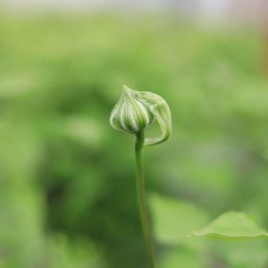 �܂�Ől�Ԃ݂����Ȃڂ݂ł��B�u�e�w�b�v���ď΂��Ă�݂����ŁA���炵���ł��B