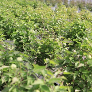 �o�בO�̃n�E�X�̗l�q�ł��B�ڂ݂������Ԃӂ�����Ƃ��Ă��܂��ˁB