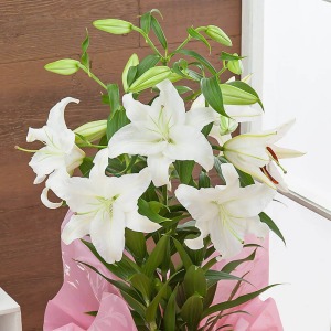 �ꔫ��10�ֈȏ�̉Ԃ��炫�܂��B�����̃{�����[�������y���݂��������B