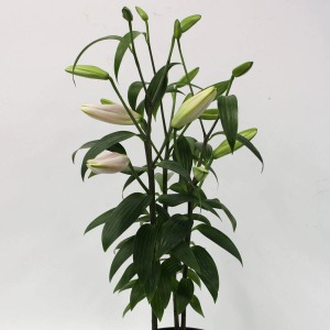 �z�����̉ԏ��݂�h�����߁A�ڂ݂̏�Ԃł̂��͂��ɂȂ�܂��B