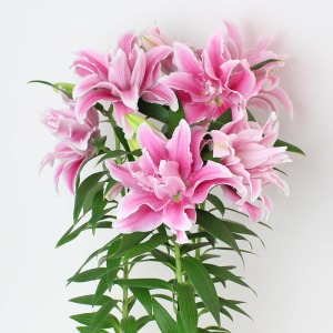 �ꔫ��10�ֈȏ�̉Ԃ��炫�܂��B�����̃{�����[�������y���݂��������B