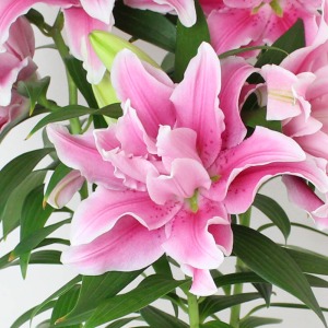 ���d�炫�Ȃ�ł͂̉؂₩�ŃS�[�W���X�������y���݂��������B