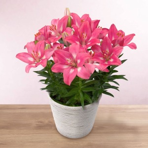 ���蕨�ɂӂ��킵���؂₩�Ȉ�ۂ̃s���N�Ɣ��̃X�J�V�����ł��B