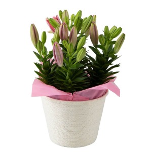 �z�����̉ԏ��݂�h�����߁A�ڂ݂̏�Ԃł̂��͂��ɂȂ�܂��B