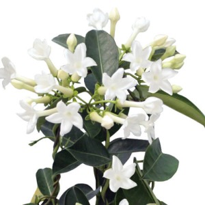 ����̂���΂̗t�ɏ����̉Ԃ��悭�f���܂��B