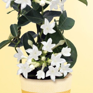 �������^�Ȑ��`�̉Ԃ��炫�ւ�܂��B