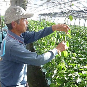 �ꔫ�����J�Ƀc�����A���h���Ɋ����t�����Ƃ��s���Ă��܂��B