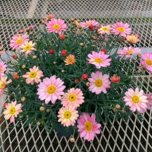 �����A���O�����猩����Ԃł��B����ʂ����J���͕���������΂���ɉԂ��炫�܂��B