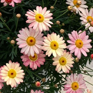 ���F���̉Ԃ͑S�̂𖾂邭���Ă���܂��B