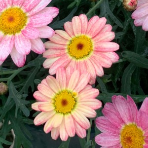 ���Ԃ��炢�̐F�����G�ɍ�����؂₩�Ȉ�ۂł��B