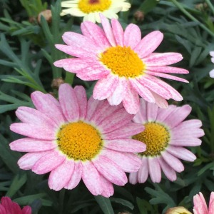 �s���N�̉Ԃ͂Ƃ��Ă����Ȉ�ۂł��B