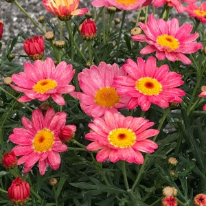 �Z���s���N�̓C���p�N�g���Q�ȉ؂₩���ł��B