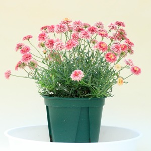 �ʃA���O������̃C���[�W�ł��B