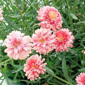 �炫�n�߂̓s���N���Z���A���X�ɗD�����s���N�ɕω����Ă����܂��B