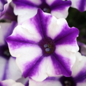 ���ƃV���̃X�g���C�v���ƂĂ��u�₩�I