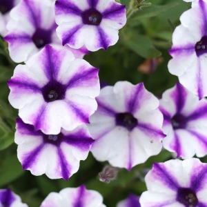 �Ԃ̑傫���͏������ł����A���̕��Ԑ��������{�����[�����_�ł��B