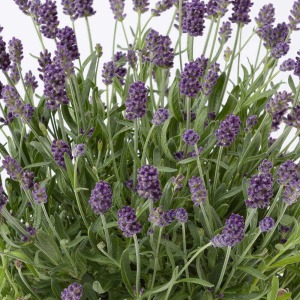 ���Ă��邾���Ŗ�����郉�x���_�[�B���ʂ��̗ǂ��ꏊ�ɒu���ƁA���敗�ɗh��Ȃ���A�u�₩�ȍ��������܂��B