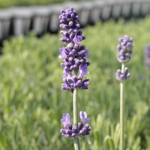 ���x���_�[�̉Ԃł��B�����Ȏ��̗��͂ڂ݂ŁA�h���C�t�����[�ɂ���ꍇ�͂ڂ݂̏�ԂœE�ݎ���Ă��������B